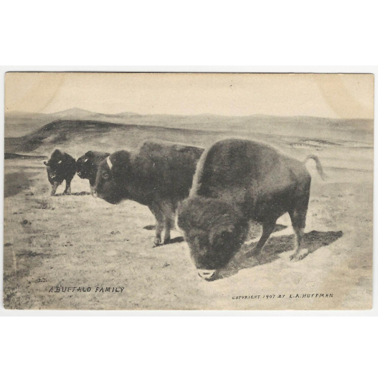 Postcard of a Buffalo family by L.A. Huffman
