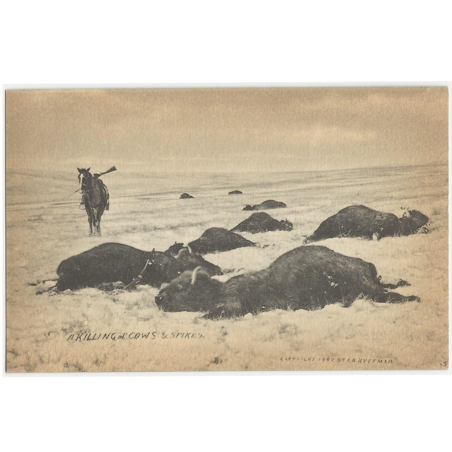 Postcard of the killing of cows & spikes by L.A. Huffman